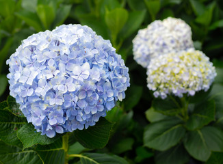 Hydrangea Flowers