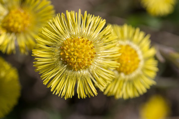 coltsfoot flowers close up