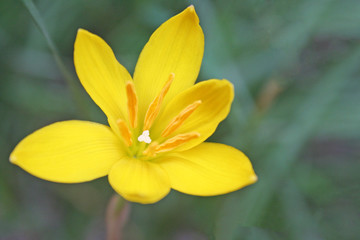 Yellow rain lily blooming in garden background