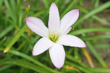 White with purple edge rain lily in garden background