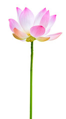  lotus rose sur fond blanc 