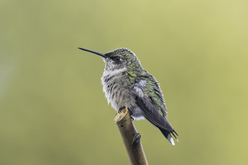 Relaxing on the Perch