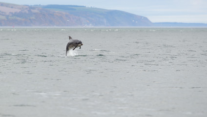 wild bottlenose dolphins breaching while hunting for salmon