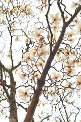 Beautiful magnolia flowers. Blooming magnolia tree in the spring.