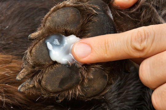 Hand Smearing Ointment To The Paw Of Dog