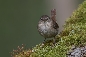 Eurasian wren (Troglodytes troglodytes)