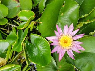 Lotus flower and Lotus flower plants