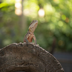 Water Dragon outside during the day in the late afternoon.