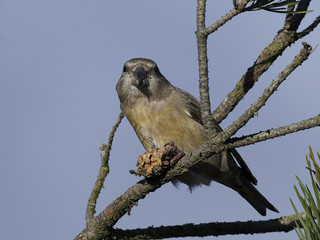 Parrot crossbill (Loxia pytyopsittacus)