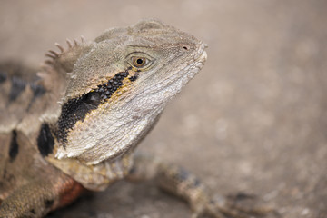 Water Dragon outside during the day in the late afternoon.