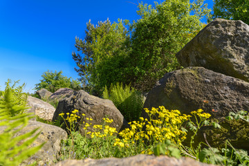 Zwischen Findlingen grünt und blüht es im Frühling  