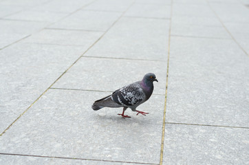 Lone pigeon walking along an urban sidewalk