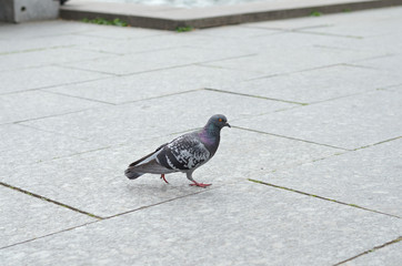 Obraz premium Lone pigeon walking along an urban sidewalk