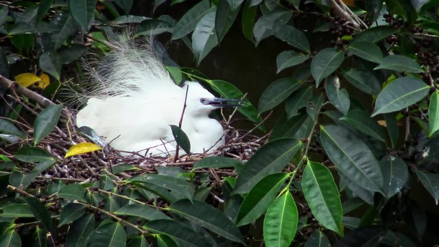 4k, White birds Egretta Garzetta have sex in the nest with eggs. Adults Little egret are pairing on tree of the lake at the Daan Forest Park in Taipei city, Taiwan. Birds reproduction in spring-Dan