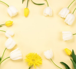 Flowers background. Frame of beautiful white and yellow tulips on a pale yellow background.Top view. Copy space