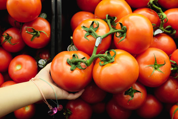 Hand holding a bunch of tomatoes still intact to their vine