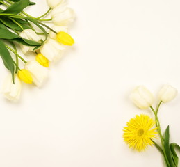 Flowers background. Frame of beautiful white and yellow tulips on a light  background.Top view. Copy space