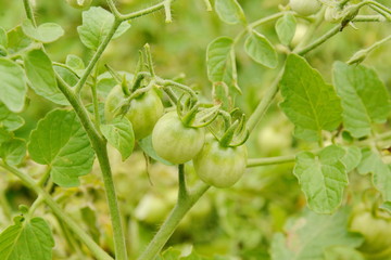 Vegetable garden with plants of geen tomatoes.