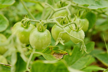 Vegetable garden with plants of geen tomatoes.