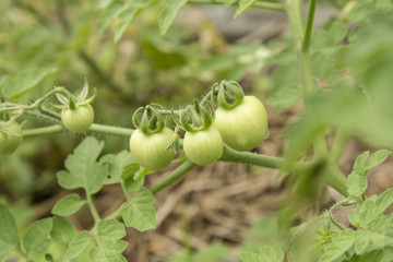 Vegetable garden with plants of geen tomatoes.