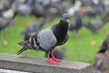 Pigeon,  it lives at NONGPRAJAK PUBLIC PARK,  Udonthani Thailand.
