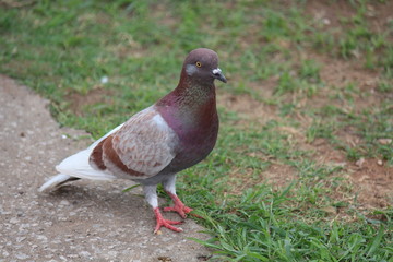 Pigeon,  it lives at NONGPRAJAK PUBLIC PARK,  Udonthani Thailand.