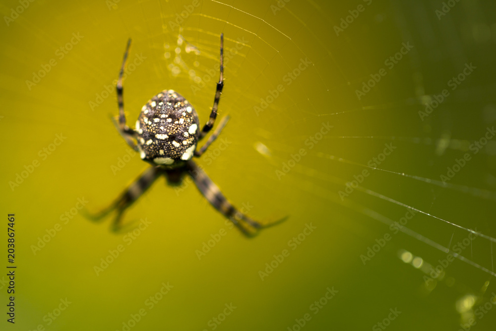 Wall mural Macro close up of tropical arachnid spiders in the wild arachnophobia