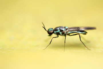 Macro close up of tropical insect in the wild isolated against background