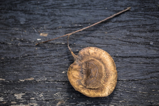 Macro close up of angsana casuarina tree seed on dark background wooden plank