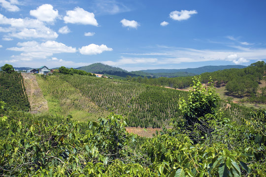 Coffee Plantation In Dalat, Vietnam