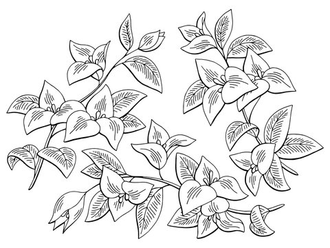 Bougainvillea flower graphic black white isolated sketch set illustration vector
