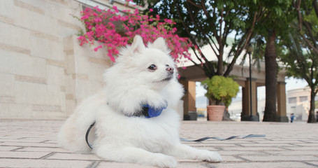 Lovely pomeranian dog in city