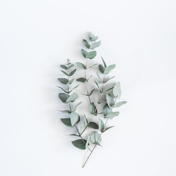 Eucalyptus branches on pastel gray background. Flat lay, top view, square