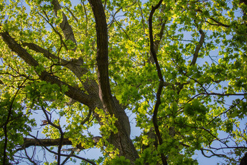 Fototapeta premium Detail of oak tree crown with blue sky