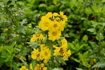 Yellow chrysanthemum Ornamental ,Blossom Chrysanthemum flowers bloom in garden