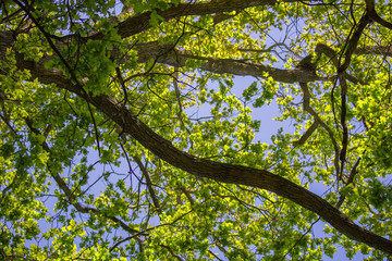 Detail of oak tree crown with sky