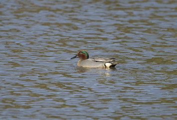 A Eurasian teal in a pond in Stockholm