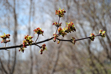 open the leaves of the trees