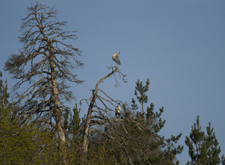 Heron on a branch at a pond in Stockhlm