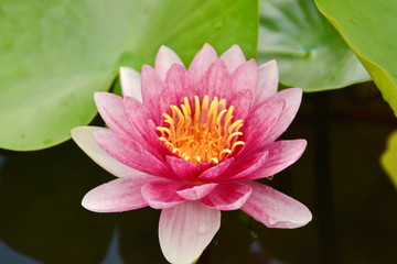 The lotus in the flower bloom is very beautiful.