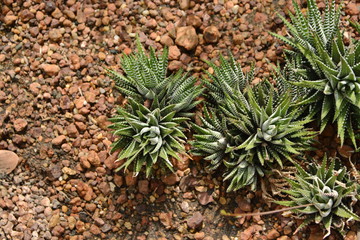 Naklejka na ściany i meble Succulents cactus in desert botanical garden. Succulents cactus for decoration. Cactus succulents