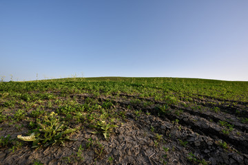 The hill of Tuscany, paradise is next /Tuscany My country My love, LOVELY EARTH from Italy, Tuscany land