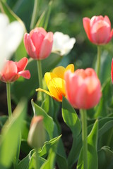 Flower bed with multi-colored tulips