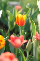 Flower bed with multi-colored tulips