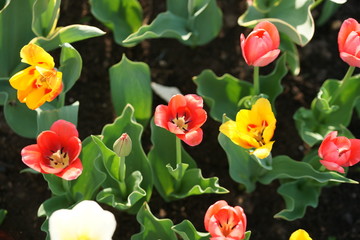 Flower bed with multi-colored tulips