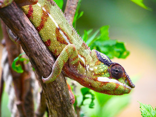 Caméléon