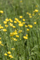 Yellow buttercup flowers blooming on mountain, crowfoot, ranunculus