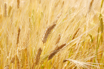 Field barley in period harvest