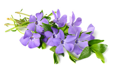 Bouquet of blue periwinkle with green leaves isolated on white background. Vinca minor