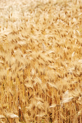 Field barley in period harvest